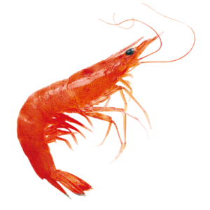 Prawns
